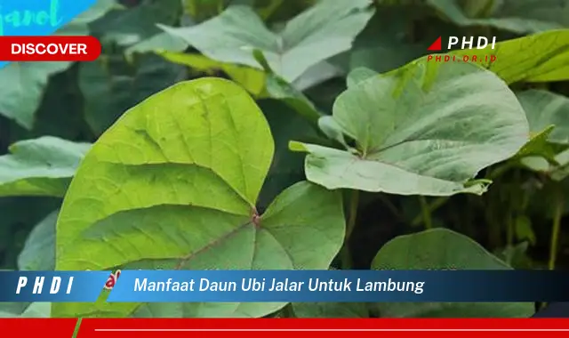 Temukan Manfaat Daun Ubi Jalar untuk Lambung yang Bikin Kamu Penasaran