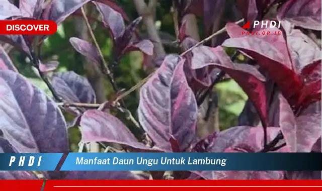 manfaat daun ungu untuk lambung