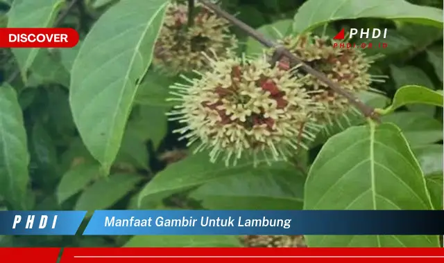 manfaat gambir untuk lambung