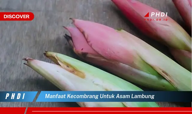 manfaat kecombrang untuk asam lambung