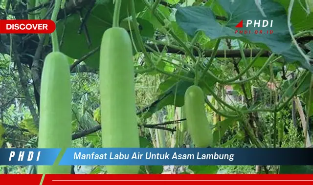 manfaat labu air untuk asam lambung