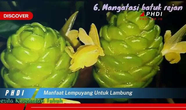 manfaat lempuyang untuk lambung