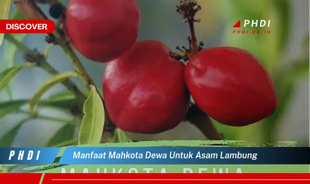 manfaat mahkota dewa untuk asam lambung