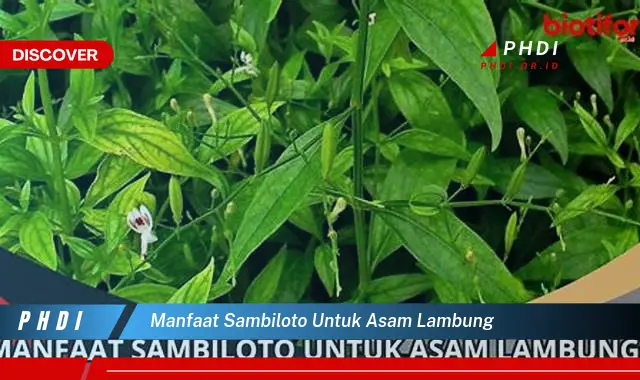 manfaat sambiloto untuk asam lambung