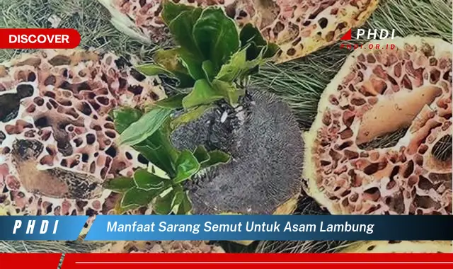 manfaat sarang semut untuk asam lambung