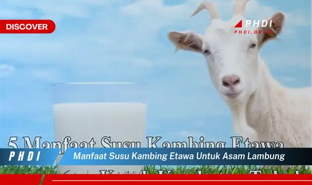 manfaat susu kambing etawa untuk asam lambung