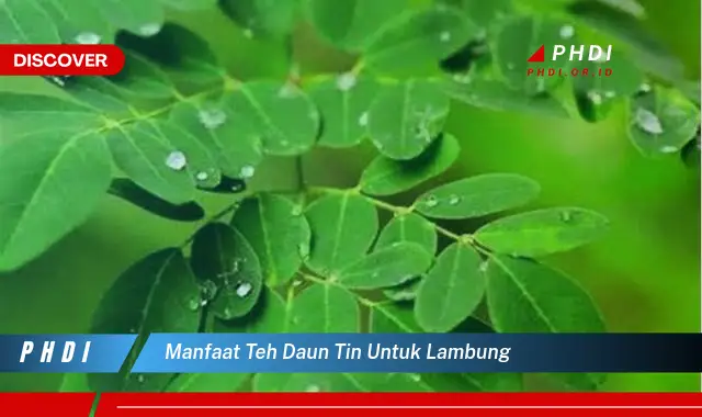 manfaat teh daun tin untuk lambung