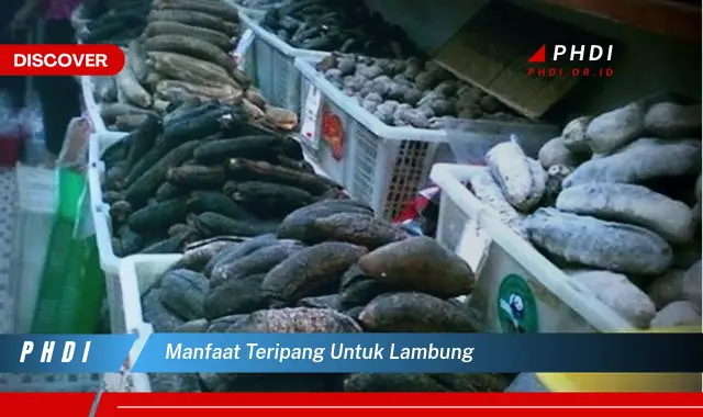 manfaat teripang untuk lambung