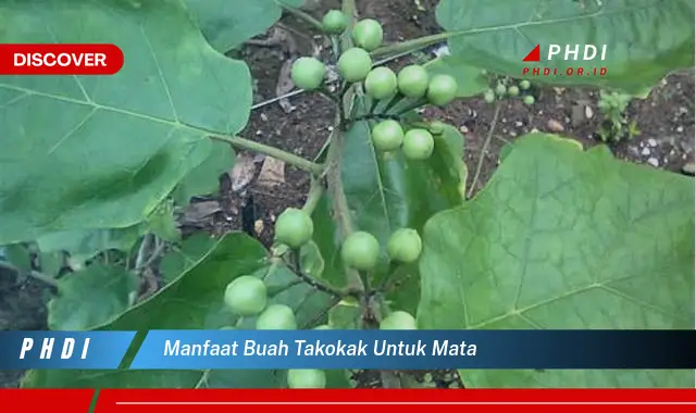 manfaat buah takokak untuk mata