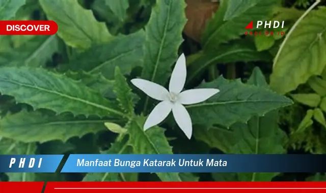 manfaat bunga katarak untuk mata