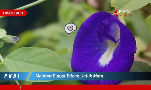 manfaat bunga telang untuk mata