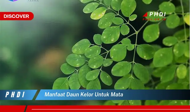 manfaat daun kelor untuk mata