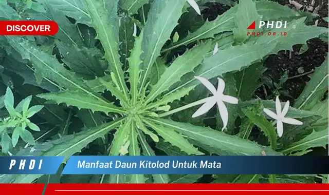 manfaat daun kitolod untuk mata