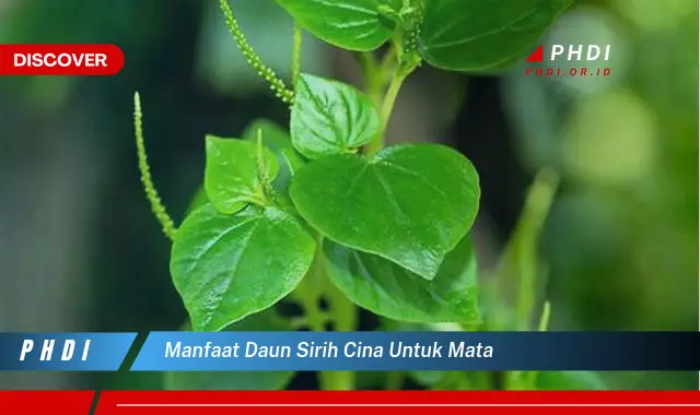 manfaat daun sirih cina untuk mata