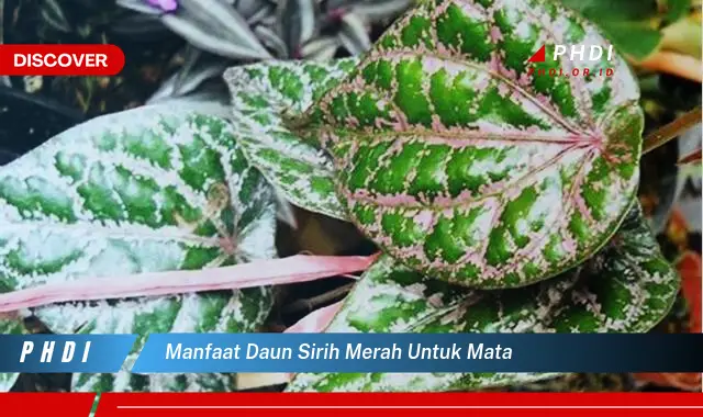 manfaat daun sirih merah untuk mata