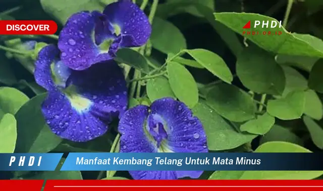 manfaat kembang telang untuk mata minus