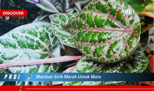 manfaat sirih merah untuk mata