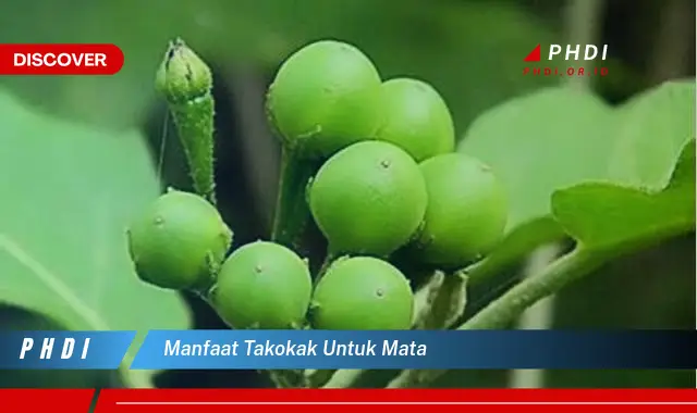 manfaat takokak untuk mata