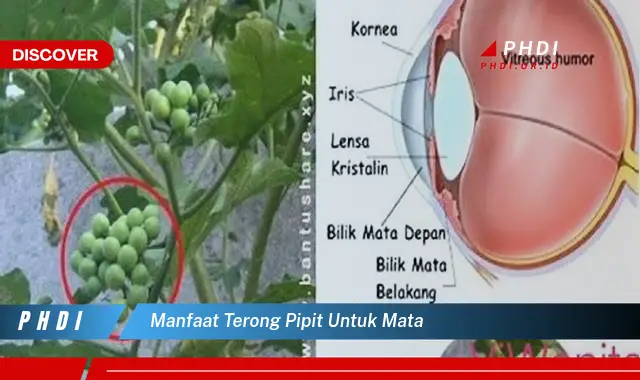 manfaat terong pipit untuk mata