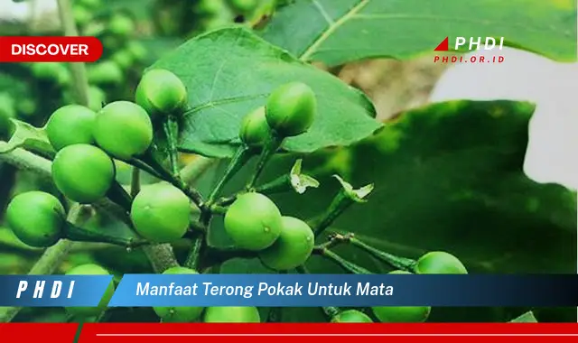 manfaat terong pokak untuk mata