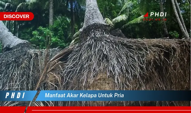 manfaat akar kelapa untuk pria