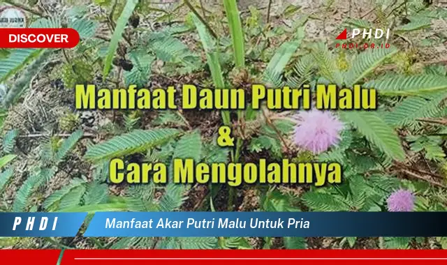 manfaat akar putri malu untuk pria