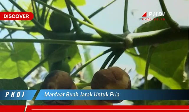 manfaat buah jarak untuk pria