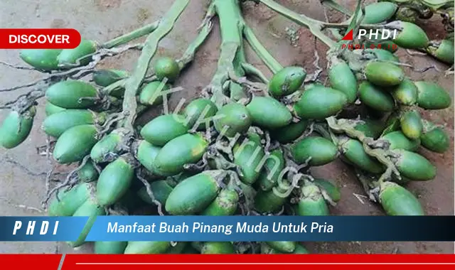 manfaat buah pinang muda untuk pria