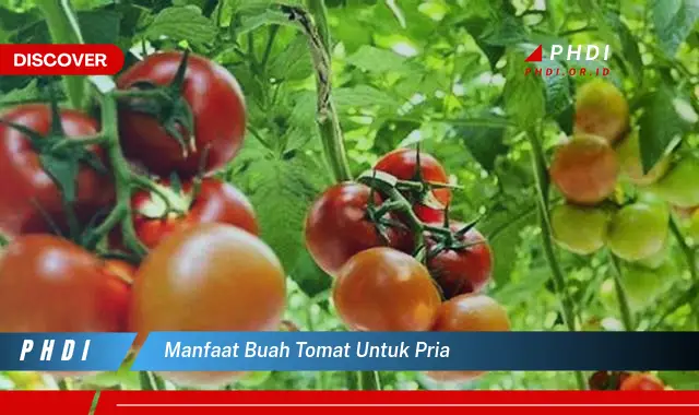 manfaat buah tomat untuk pria