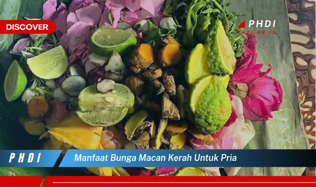 manfaat bunga macan kerah untuk pria