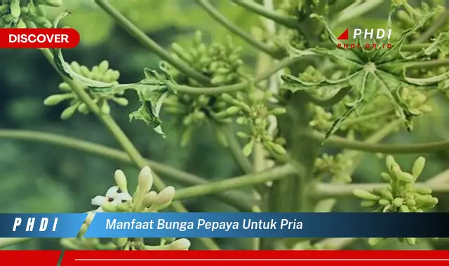 manfaat bunga pepaya untuk pria