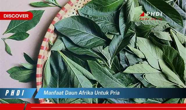 manfaat daun afrika untuk pria