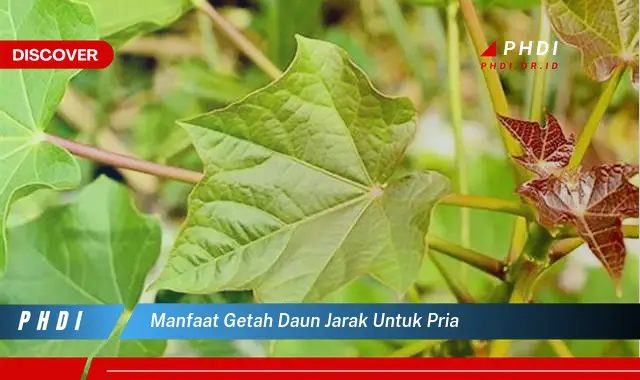 manfaat getah daun jarak untuk pria