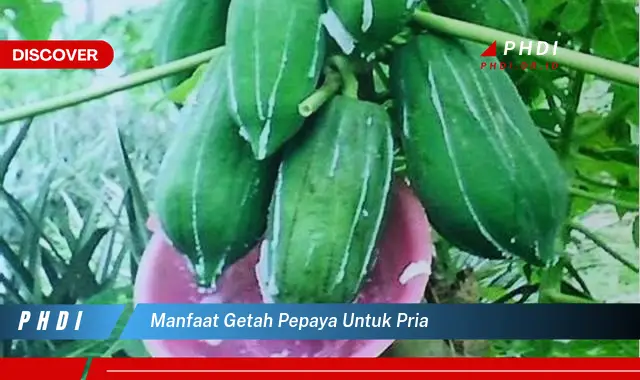 manfaat getah pepaya untuk pria