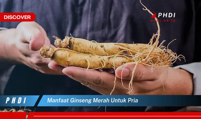 manfaat ginseng merah untuk pria