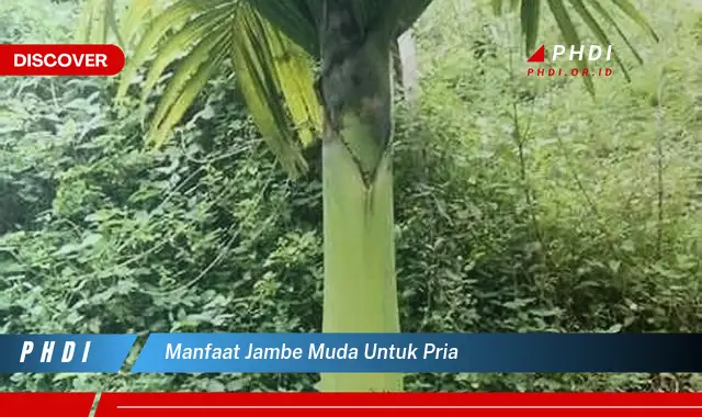 manfaat jambe muda untuk pria