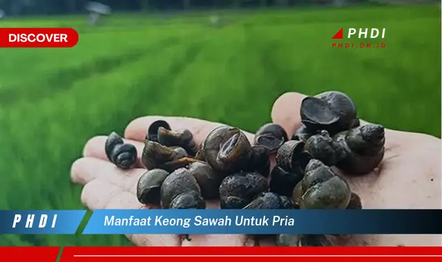 manfaat keong sawah untuk pria