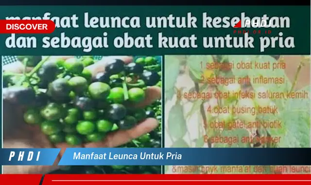 manfaat leunca untuk pria