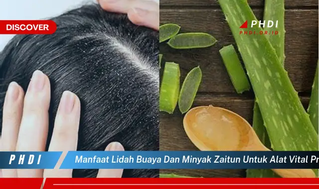 manfaat lidah buaya dan minyak zaitun untuk alat vital pria