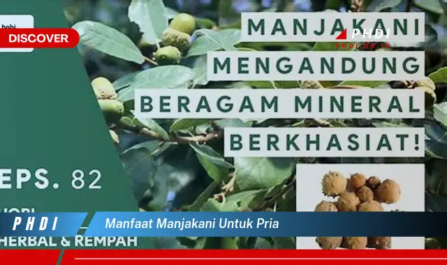 manfaat manjakani untuk pria