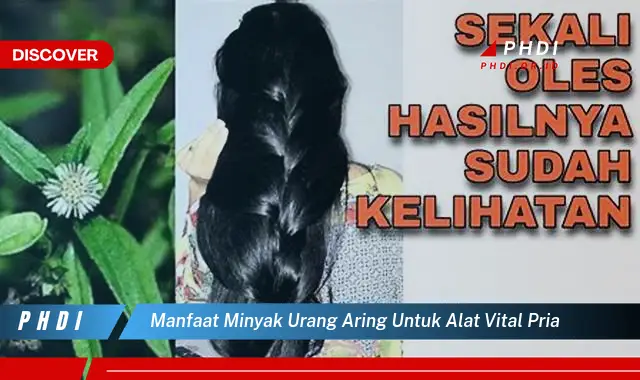 manfaat minyak urang aring untuk alat vital pria