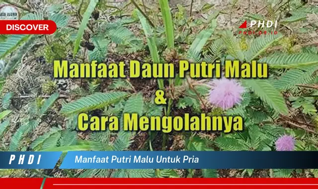 manfaat putri malu untuk pria