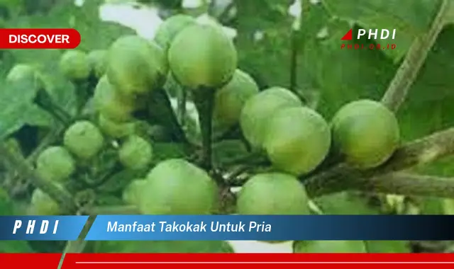 manfaat takokak untuk pria