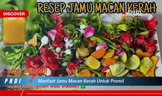 manfaat jamu macan kerah untuk promil