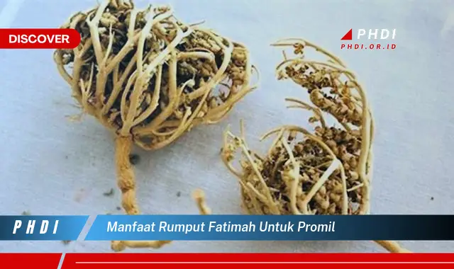 manfaat rumput fatimah untuk promil