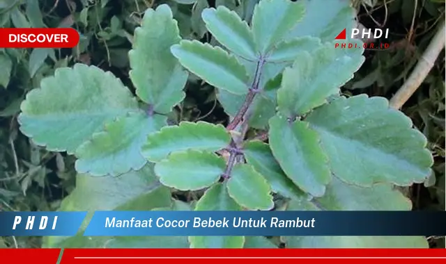 manfaat cocor bebek untuk rambut