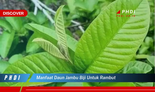 manfaat daun jambu biji untuk rambut