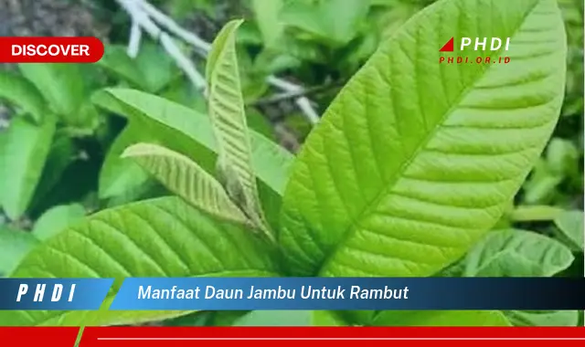 manfaat daun jambu untuk rambut