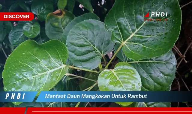 manfaat daun mangkokan untuk rambut