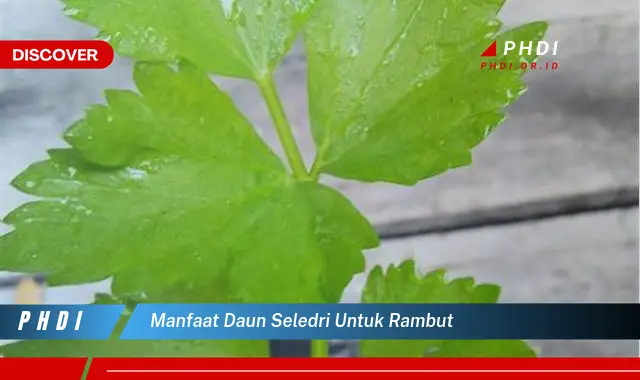 manfaat daun seledri untuk rambut